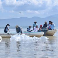 México quiere recuperar al pez blanco del lago de Pátzcuaro: ya liberaron 400 mil ejemplares 