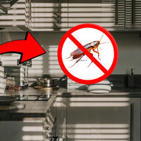 Es barato, lo venden en la farmacia y lo están usando para acabar con las cucarachas: la ciencia dice que sí funciona 