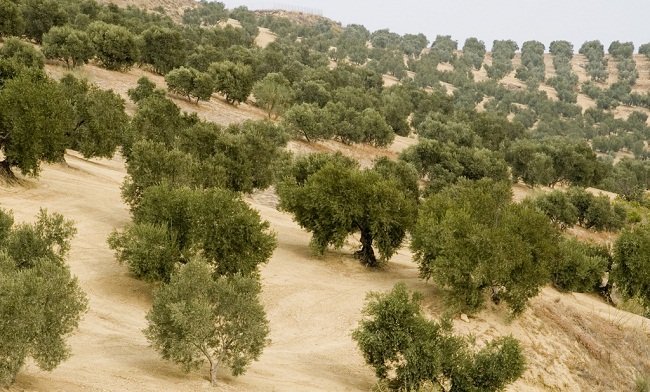 El problema del campo español: quien tiene poco no cubre costes, y el que tiene mucho infrautiliza