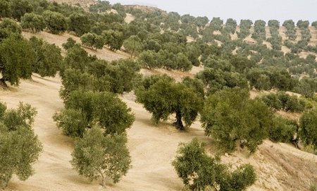 El problema del campo español: quien tiene poco no cubre costes, y el que tiene mucho infrautiliza
