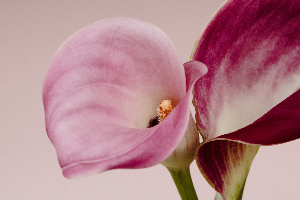 Acaba de llegar a Aldi la flor favorita para los ramos de novia: por menos de 8 euros y perfecta para decorar el salón
