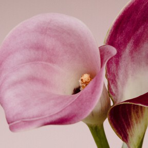 Acaba de llegar a Aldi la flor favorita para los ramos de novia: por menos de 8 euros y perfecta para decorar el salón 