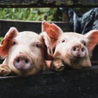 El primer "cerdo infinito" se está sirviendo en los restaurantes: como producir bacon real sin tener que matarlo 