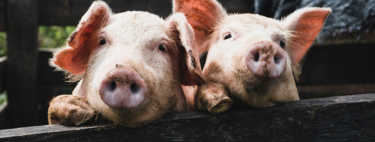 El primer "cerdo infinito" se está sirviendo en los restaurantes: como producir bacon real sin tener que matarlo 