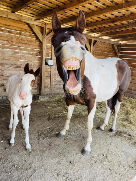 Happy Happy Horses