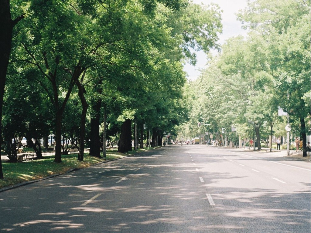 Los expertos apuntan que nos faltan árboles: “Con olas de calor cada vez más frecuentes, podría darse más importancia al arbolado urbano”