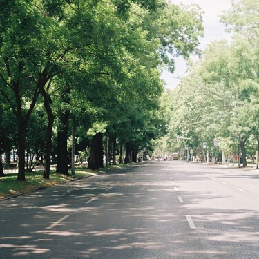 Los expertos apuntan que nos faltan árboles: “Con olas de calor cada vez más frecuentes, podría darse más importancia al arbolado urbano” 