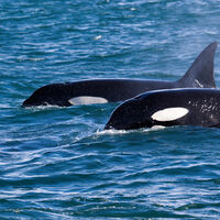 Una zona en México se volvió el centro del caos turístico por la llegada de viajeros para nadar con orcas: no había regulación, hasta ahora 