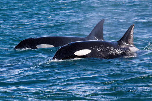 Orca 02