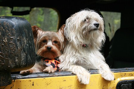 Viajar Coche Perro Seguridad