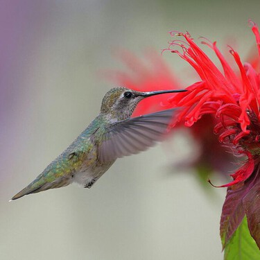 Estas 3 plantas florecen rapidísimo y harán que los colibríes te visiten en septiembre