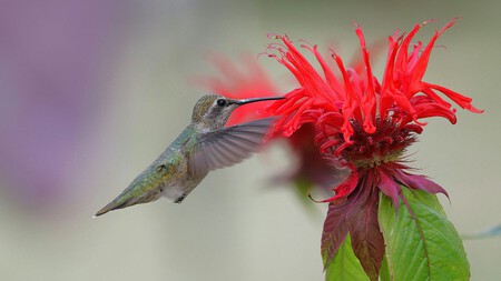 Estas 3 plantas florecen rapidísimo y harán que los colibríes te visiten en septiembre