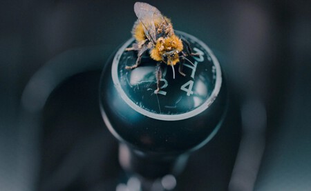 Man Vs Bee