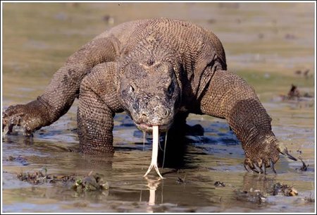 Singularidades extraordinarias de animales ordinarios (XVII): el dragón de Komodo