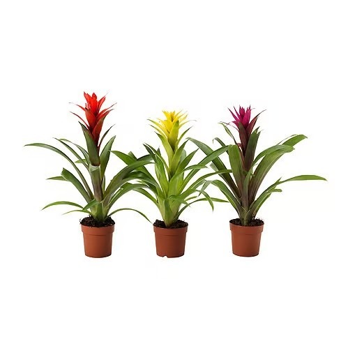 Bromelia en distintos colores