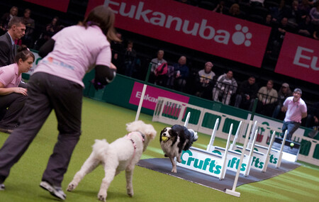 Perros practicando FlyBall durante un evento