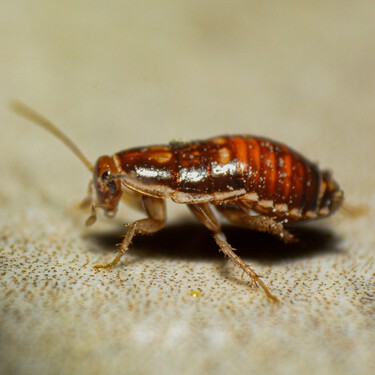 Estas son las cuatro plantas que evitan que las cucarachas entren en tu hogar 