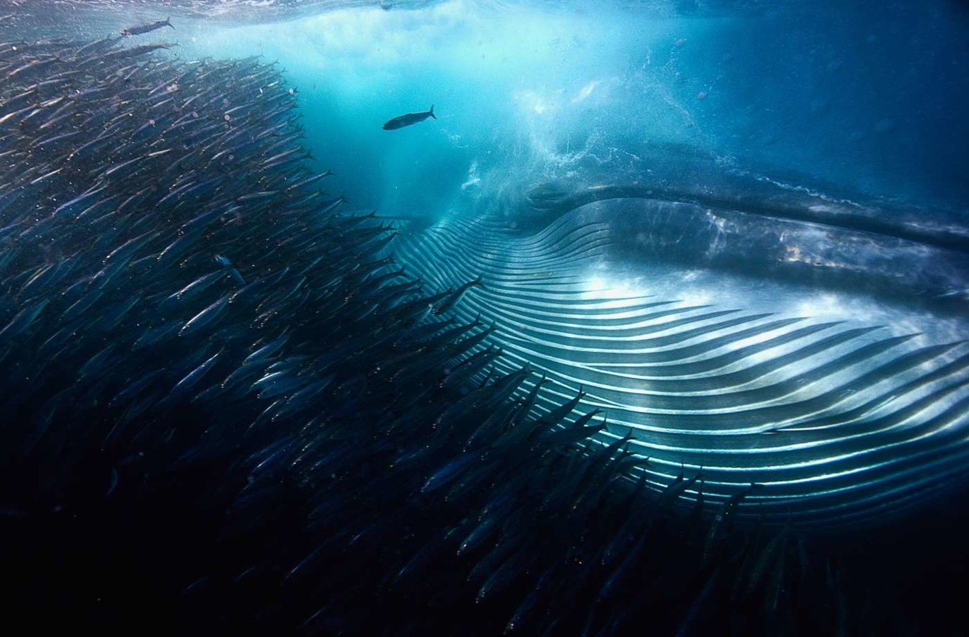 Tres españoles entre los ganadores del Wildlife Photograper Of The Year ...