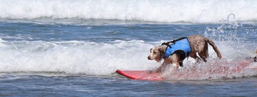 El surf para perros no es una curiosidad de telediarios: se puede practicar en España 