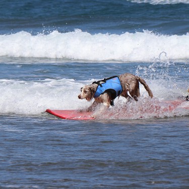 El surf para perros no es una curiosidad de telediarios: se puede practicar en España 