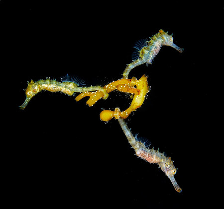Mirrorless Macro Steven Walsh Three Baby