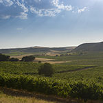 Más allá de la vendimia: descubrimos cómo se elabora un auténtico Ribera del Duero