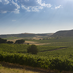 Más allá de la vendimia: descubrimos cómo se elabora un auténtico Ribera del Duero