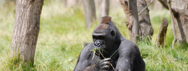El jefe tóxico, cuando el responsable del mal ambiente en la empresa es el que manda 