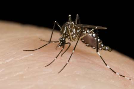 Algunos consejos para evitar las picaduras de mosquitos en verano