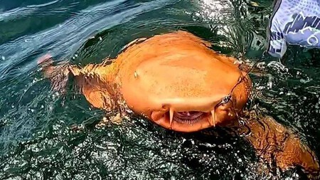 Tiburon Gato Naranja