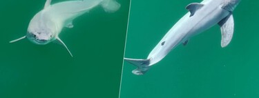 For the first time we have images of a newborn white shark. And solve an old mystery about their species