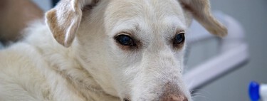Si tu perro bebe mucha agua podría tener insuficiencia renal 