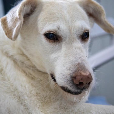 Si tu perro bebe mucha agua podría tener insuficiencia renal 