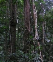 El biodiésel amenaza el bosque tropical
