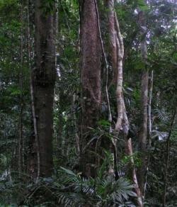 El biodiésel amenaza el bosque tropical