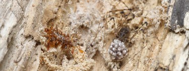 Acaban de descubrir unas orugas con un sentido de la moda muy macabro: se hacen vestidos con sus presas