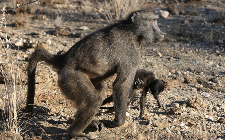 Algunos primates pueden expresar dolor por la muerte de su bebé llevando el cadáver con ellos, a veces durante meses