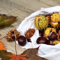 Viaja por España este otoño recorriendo las mejores ferias gastronómicas 