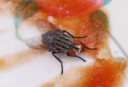 ¿Comida contaminada en segundos? Esto tarda una mosca en llenar tus alimentos de bacterias