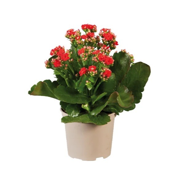 Kalanchoe en varios colores