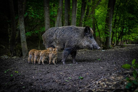 Especies Domesticas Exoticas Invasoras Jabalis Ley Proteccion Animal