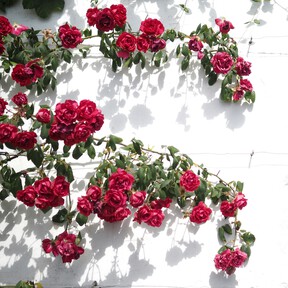 Cuatro plantas trepadoras ideales para sumar altura, elegancia y color al jardín 