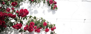 Cuatro plantas trepadoras ideales para sumar altura, elegancia y color al jardín 