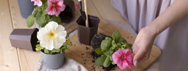 Si te gustan las plantas, corre a Lidl a por este invernadero que puedes poner en la terraza para cultivar lo que quieras