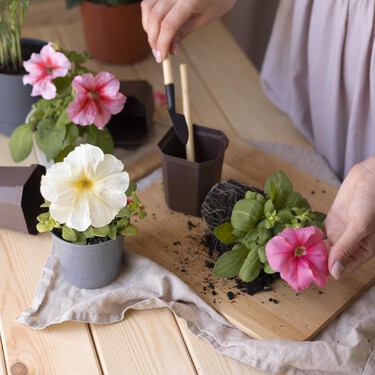 Si te gustan las plantas, corre a Lidl a por este invernadero que puedes poner en la terraza para cultivar lo que quieras