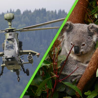 Con francotiradores desde helicópteros, Australia sacrificó 750 koalas. Todo fue por su bien 
