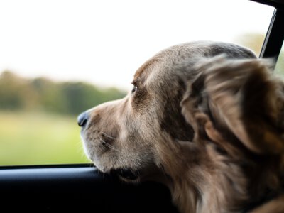 Seis recomendaciones para que los amantes de los coches y de los animales fortalezcan sus dos pasiones 