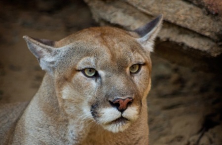 La Mac App Store no te permitirá descargar OS X Mountain Lion si no se puede instalar en tu Mac