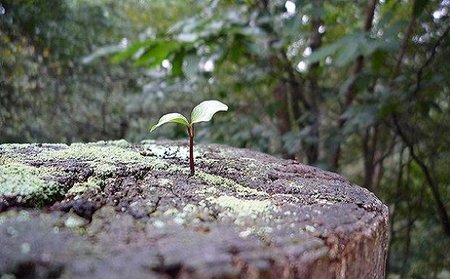 ¿Brotes verdes autónomos?