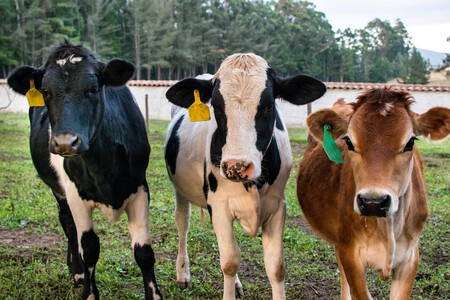 vacas